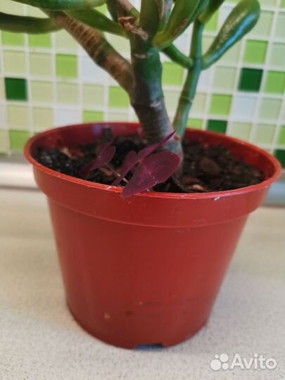 Крассула (толстянка) Хоббит бонсай