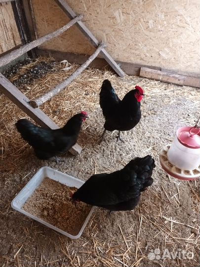 Инкубационное яйцо породных кур