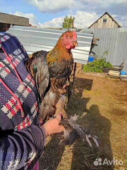 Петух породы Брама куропатчатая