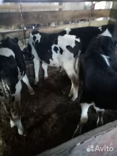 Бычки голштины