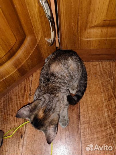 Котёнок девочка