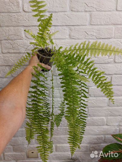 Папоротник вариегатный Тайгер