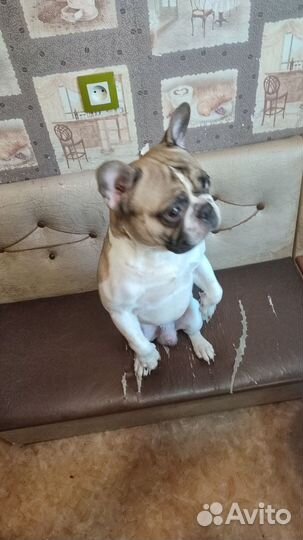 Случка собак