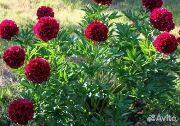 Пион Ред Грейс