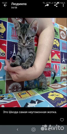 Очаровательные котятки,2мес,ласковые. Отдам