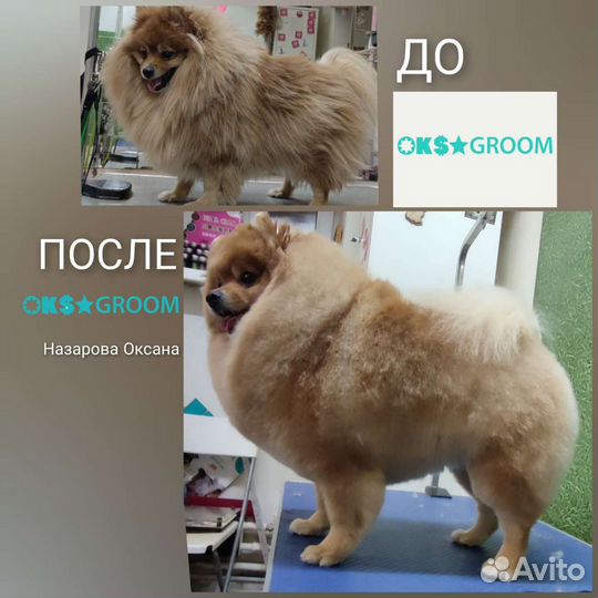 Стрижка груминг собак и чистка зубов