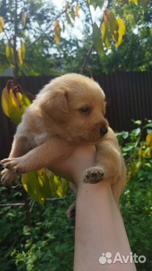 Щенки бесплатно