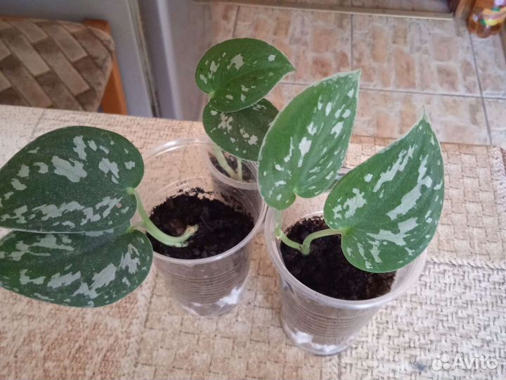 Сциндаптус