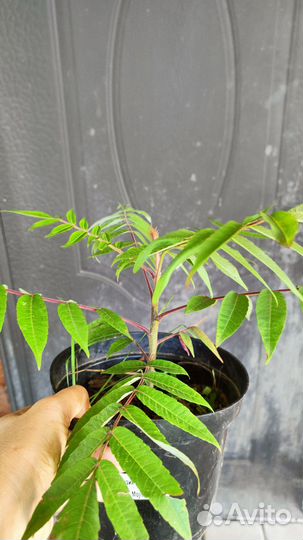 Саженцы сумах оленерогий