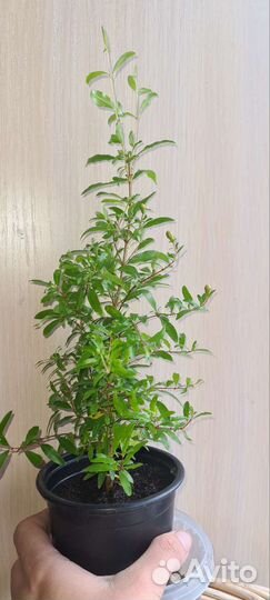 Гранат комнатный нана В бутонах