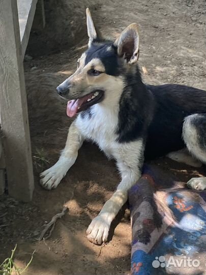 Собака в добрые руки