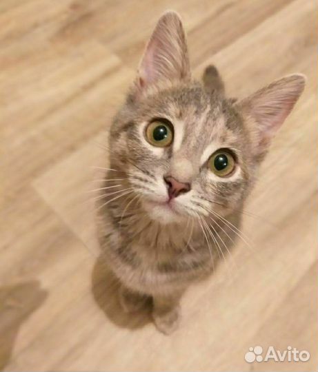 Кошка