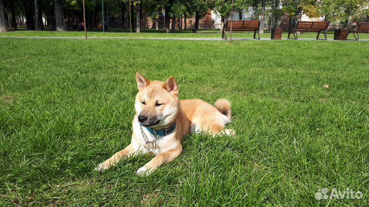 Дрессировка собак кинолог