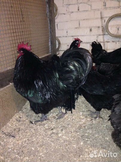 Виандоты Стандарт,Джерси,Орпингтон золотоокайм