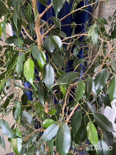 Фикус бенджамина большой