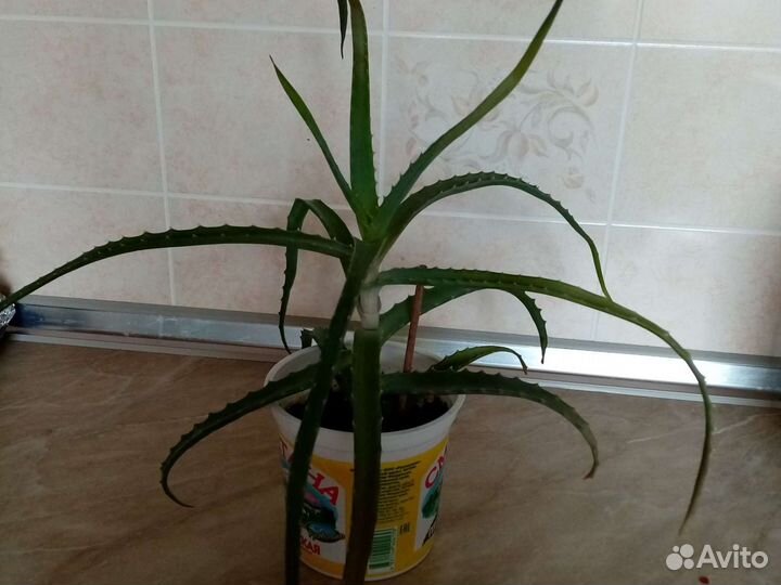 Алоэ лечебный