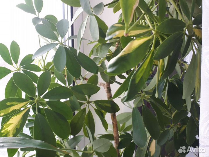 Комнатные цветы шефлера неукорененные