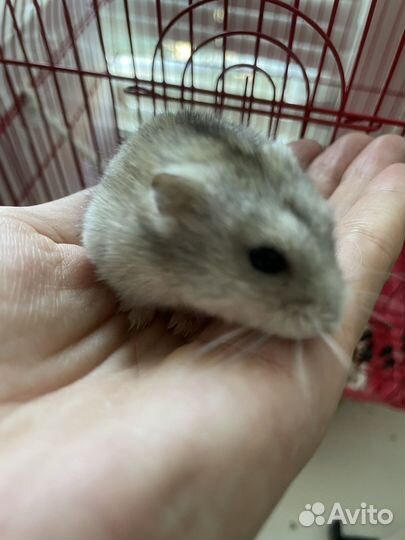 Сирийский хомяк