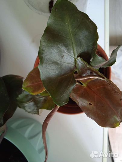 Сингониум Red