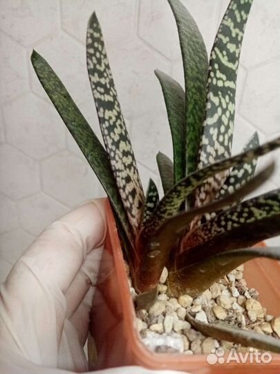 Гастерия Сноу storm