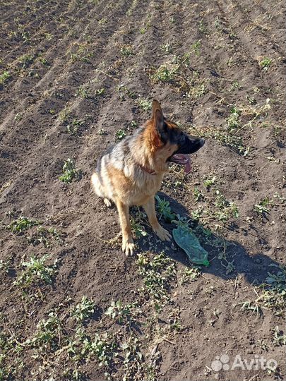 Немецкая овчарка кобель вязка