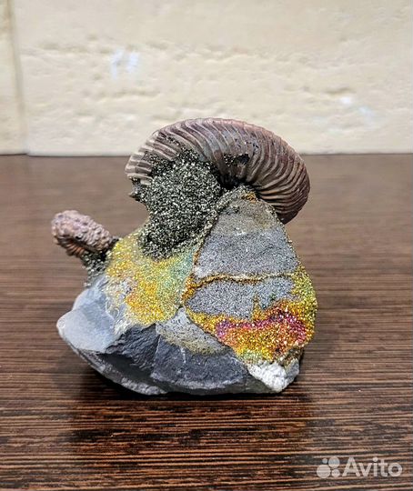 Подарок Аммониты. Сувенир в стиле 