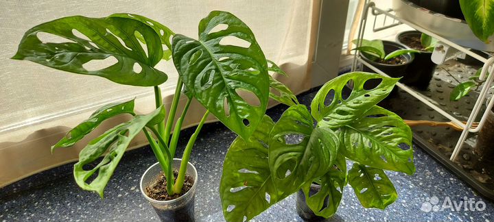 Комнатные декоративно-лиственные растения