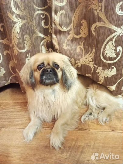 Вязка пекинес