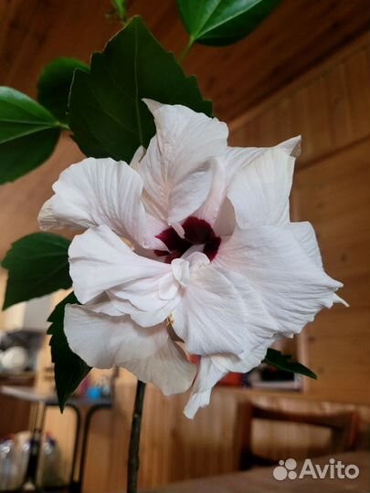 Гибискус срез