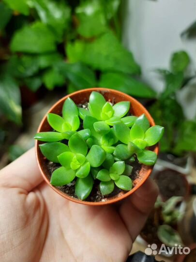 Очиток седум