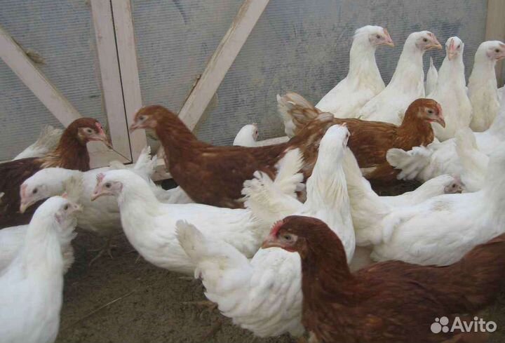 Молодки Красные и Белые, 4 месячные