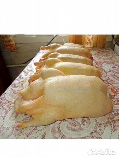 Мясо домашней утки, индейки