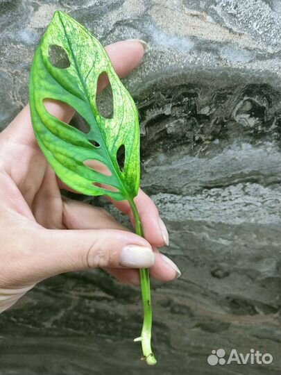 Филодендрон сиам санрайз (доместикум),Адансона вар