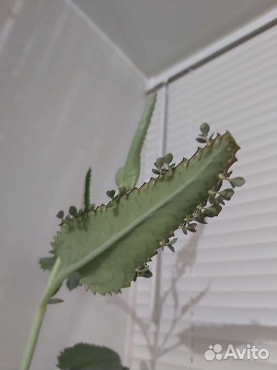 Каланхоэ лечебное