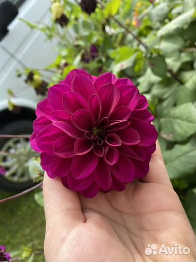 Георгины клубни