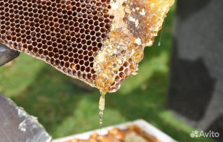 Мёд натуральный алтайский опт