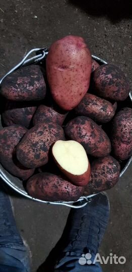 Картофель оптом