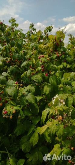 Саженцы ремонтантной малины