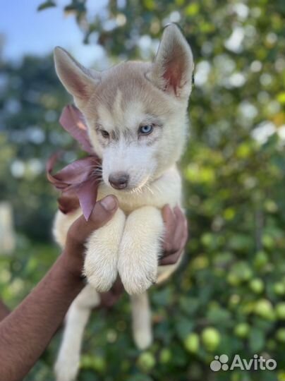 Щенки сибирской хаски, девочка