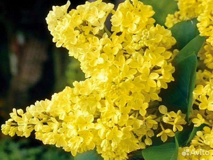 Сирень махровая-крупноцветковая