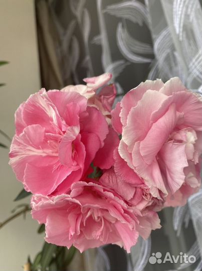 Цветы Олеандра розов/белый/красн. Антуриум красный