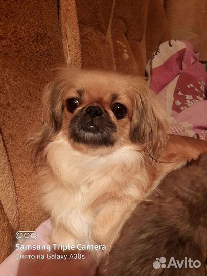 Щенки пекинеса