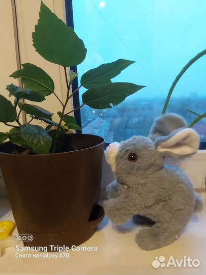 Интерактивная игрушка Кролик повторюшка Хомячок