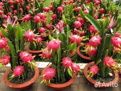 Питахайя (Dragon fruit)