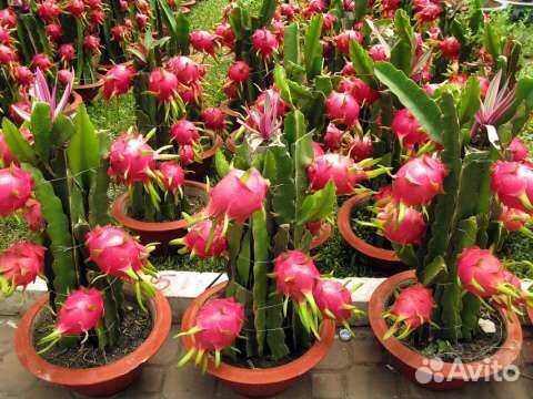 Питахайя (Dragon fruit)