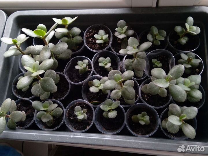 Толстянка / крассула / денежное дерево