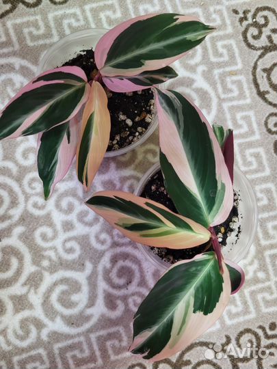 Строманта триколор