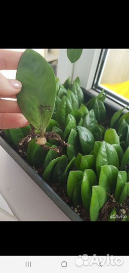 Замиокулькас лист