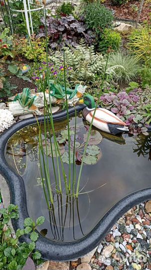 Ситник, растения в прудик