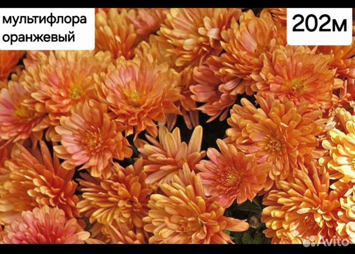 Хризантемы мультифлора на весну